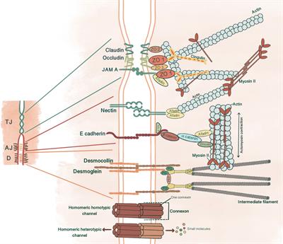 Overview of junctional complexes during mammalian early embryonic development